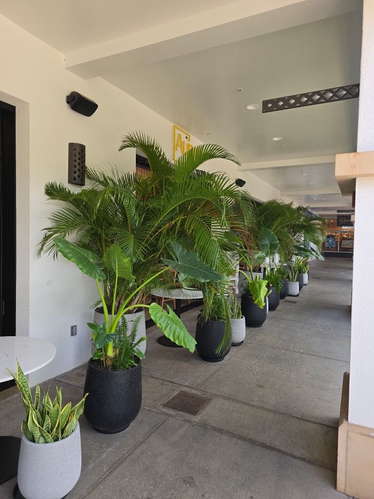 Row of potted green plants along a covered walkway, with a white table at the left.