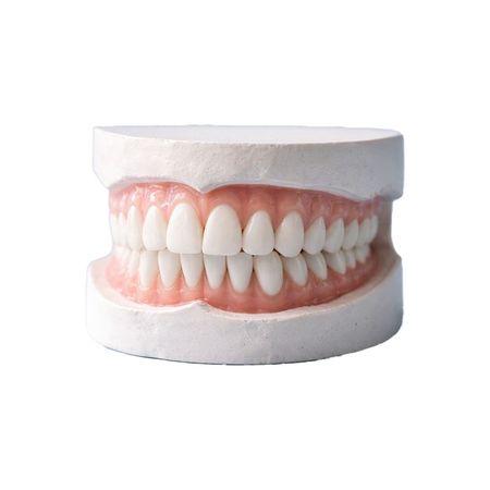 Dental model showing upper and lower dentures with pink gums on a white background