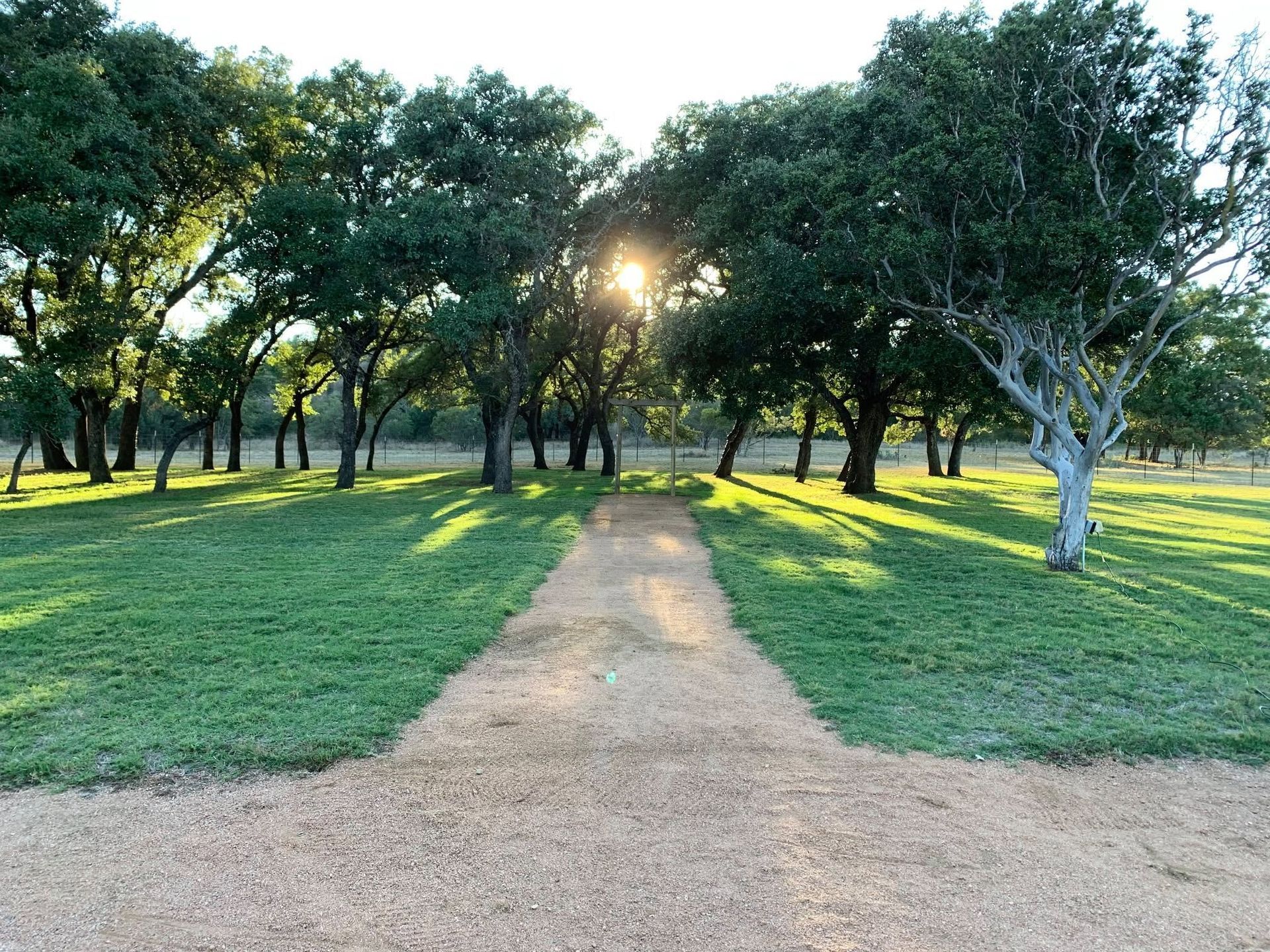 A lone tree in a grassy park at sunset, with a dirt path in the foreground.