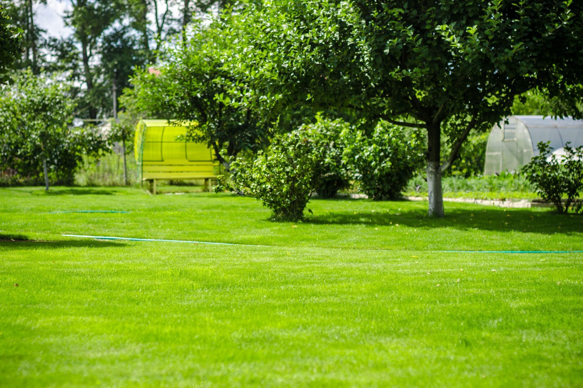 Lush lawn with vibrant trees in Athens, GA; showcases expert lawn care service.