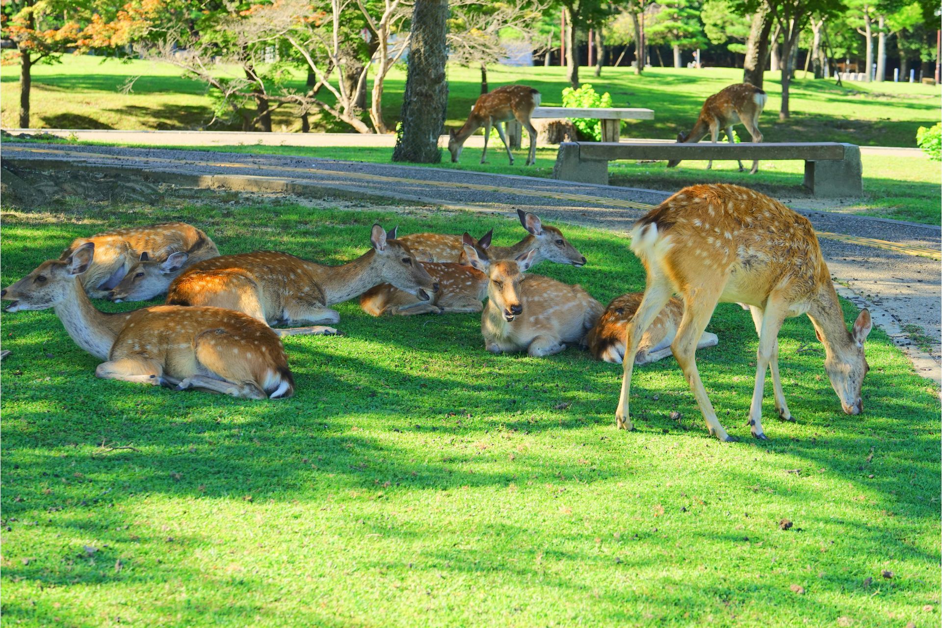 Grazing deer on a well-maintained on a UGA campus lawn in Athens, GA.