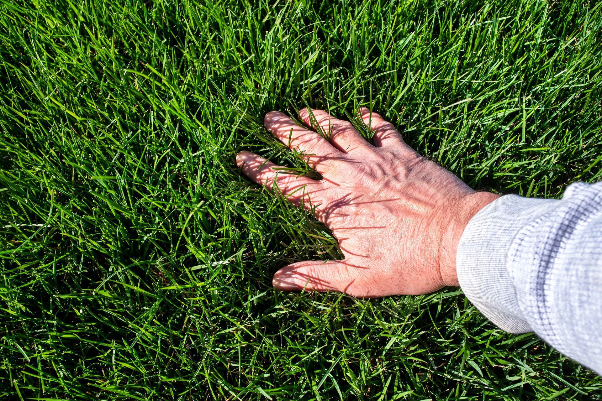 Hand touching vibrant grass, natural tranquility in Athens, GA park.