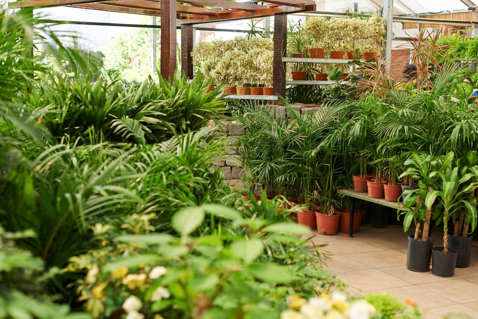 Diverse plants at Athens, GA nursery, featuring a variety of potted greens.