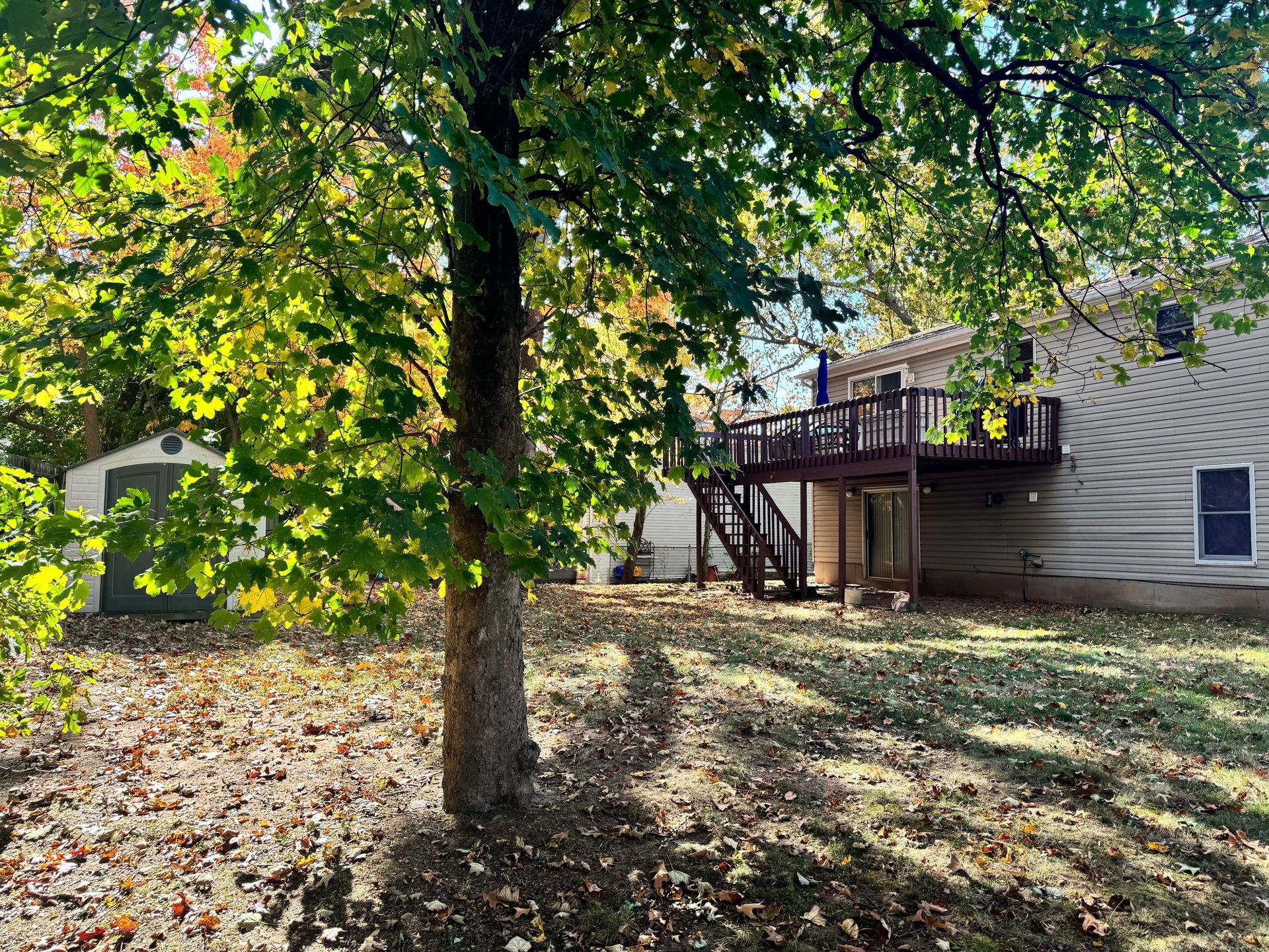 Tree in a yard with a deck on a house in the background. Autumn leaves and sunshine.