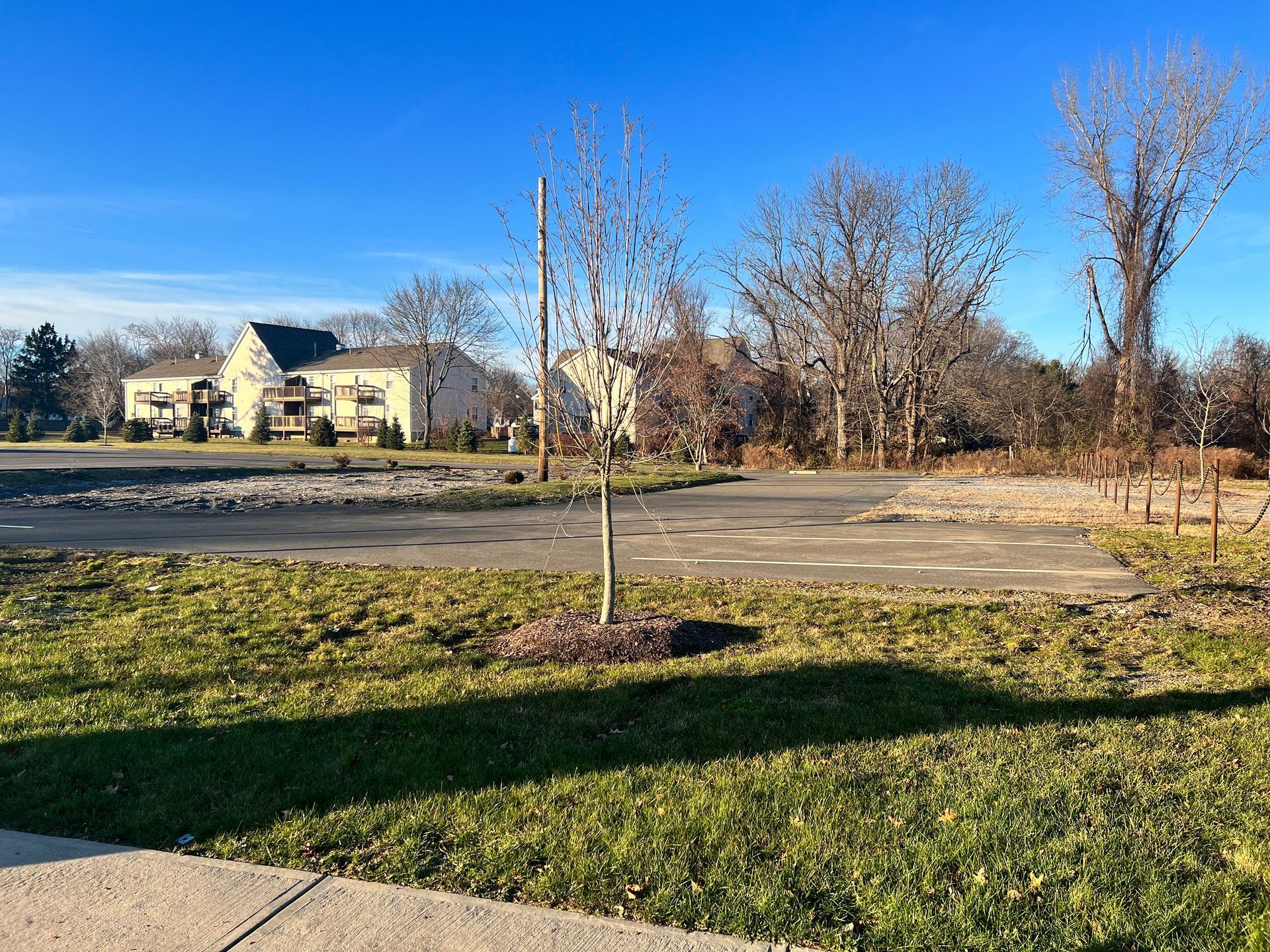 A leafless tree in a grassy area with a building and bare trees under a clear, blue sky.