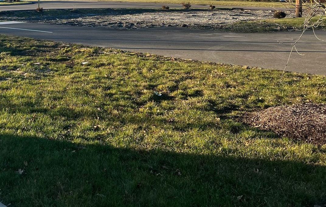 Green grass and a road, sunlight shining.