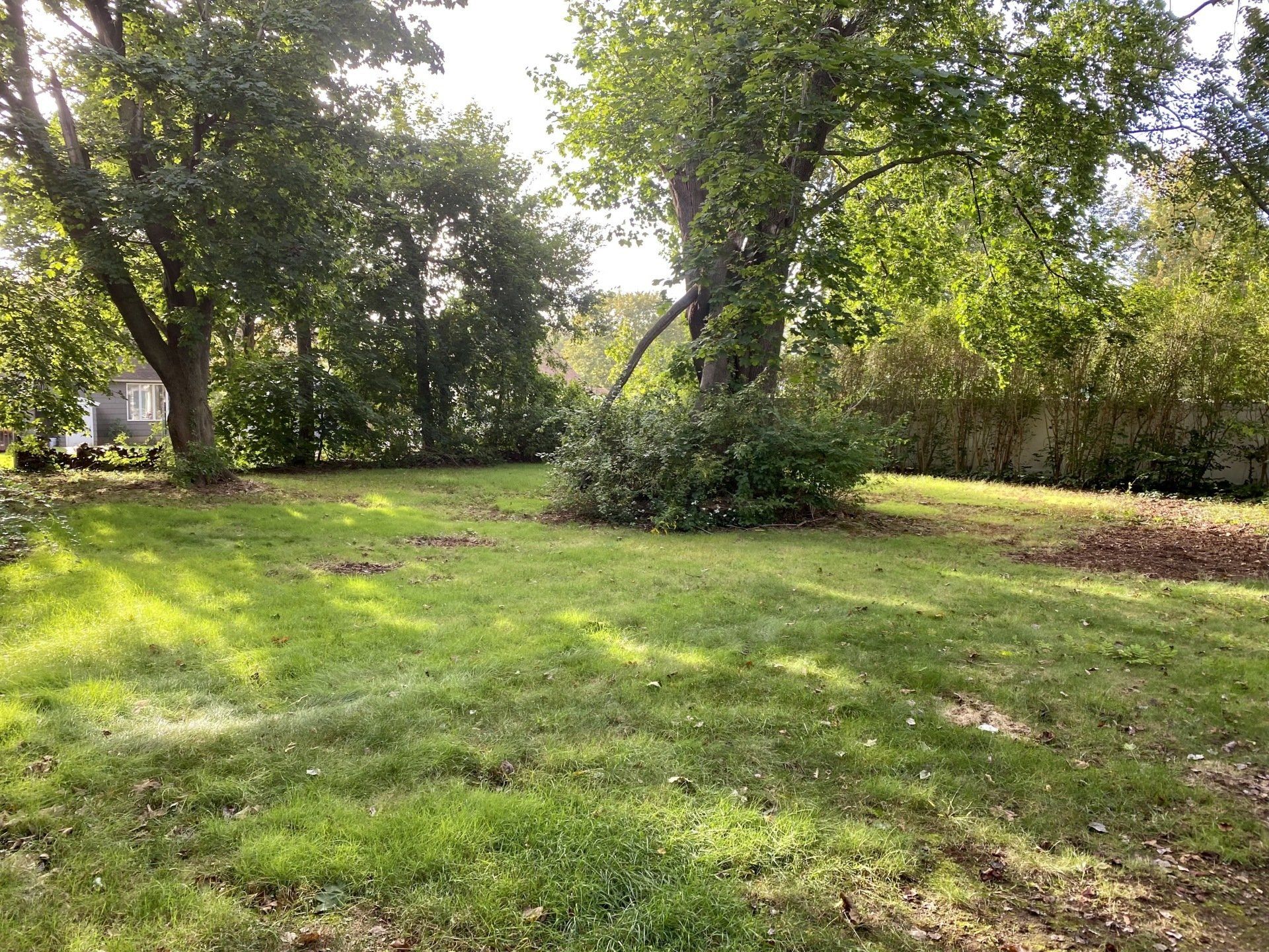 Grassy backyard with two large trees and trimmed bush in the center. Sunlight bathes the area.