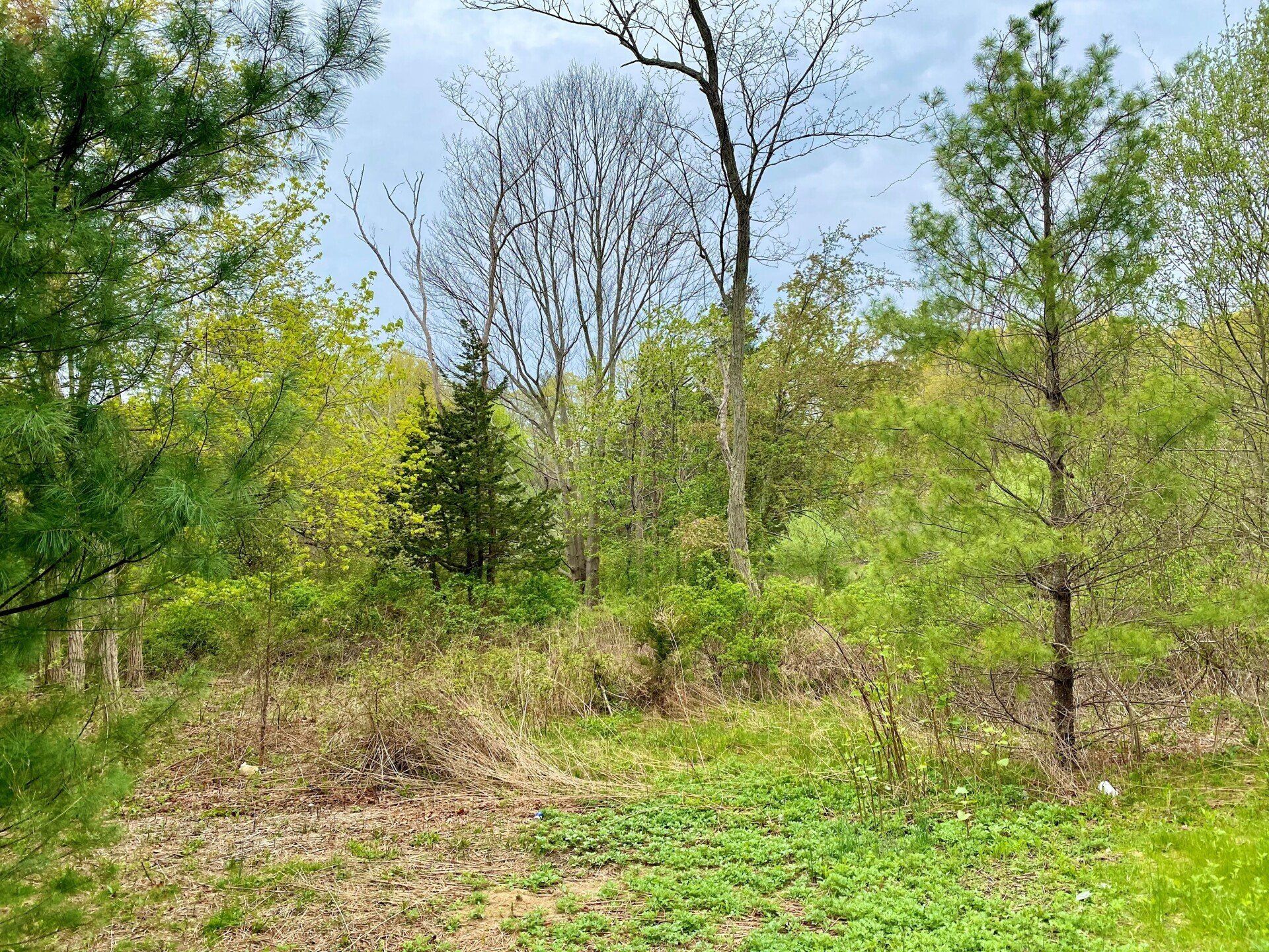 Forest scene with trees and shrubs under a cloudy sky.