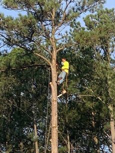 Person in a yellow shirt climbing a tall tree in a wooded area.