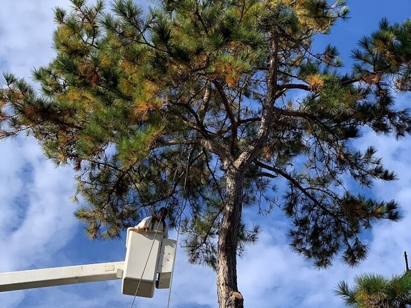 Tree canopy above a white utility bucket lift against a blue sky with clouds