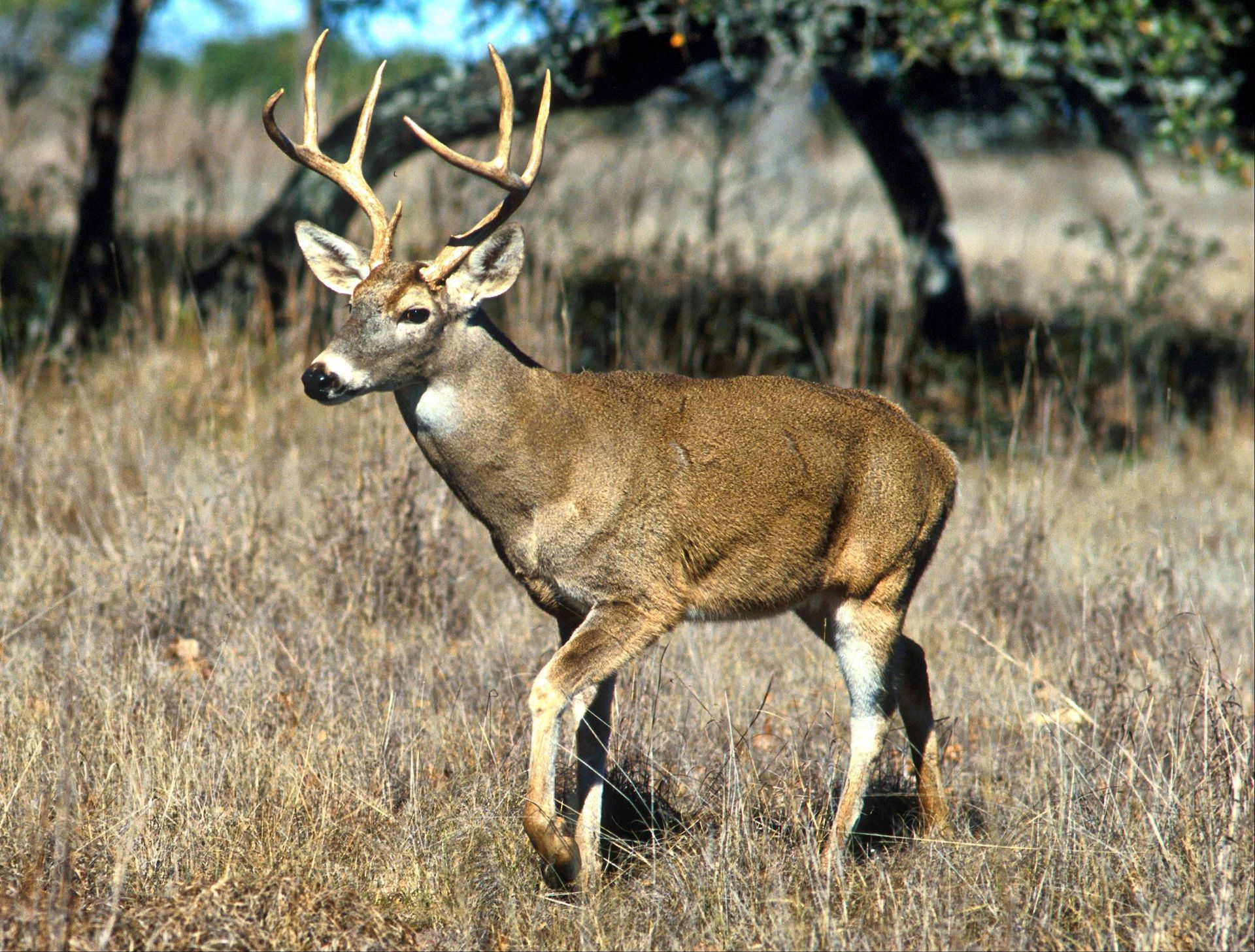 Buck deer standing in dry grass with large antlers, facing left