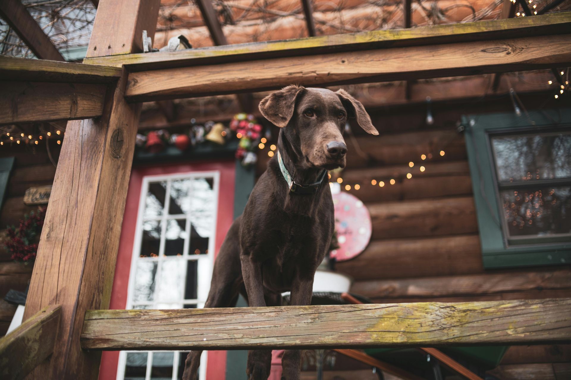 Brown dog standing on a wooden porch railing in front of a rustic cabin
