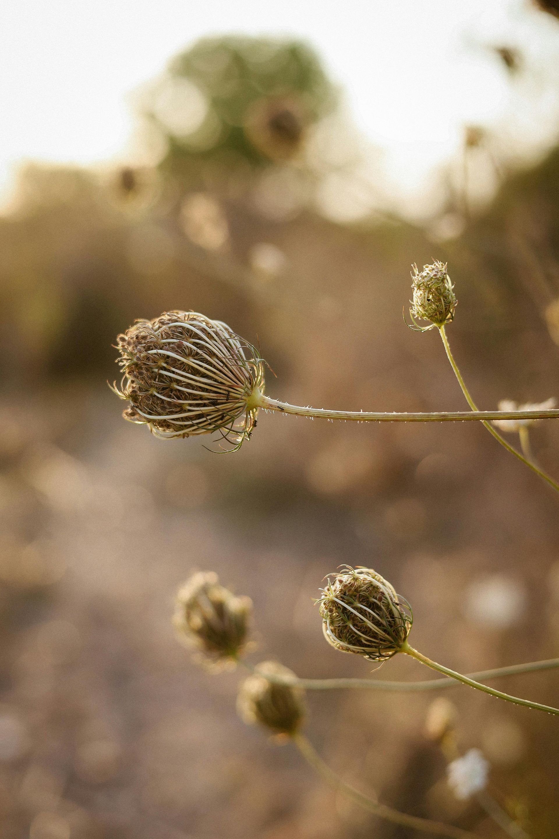 Close-up of dried seed pods on thin stems against a soft, blurred background