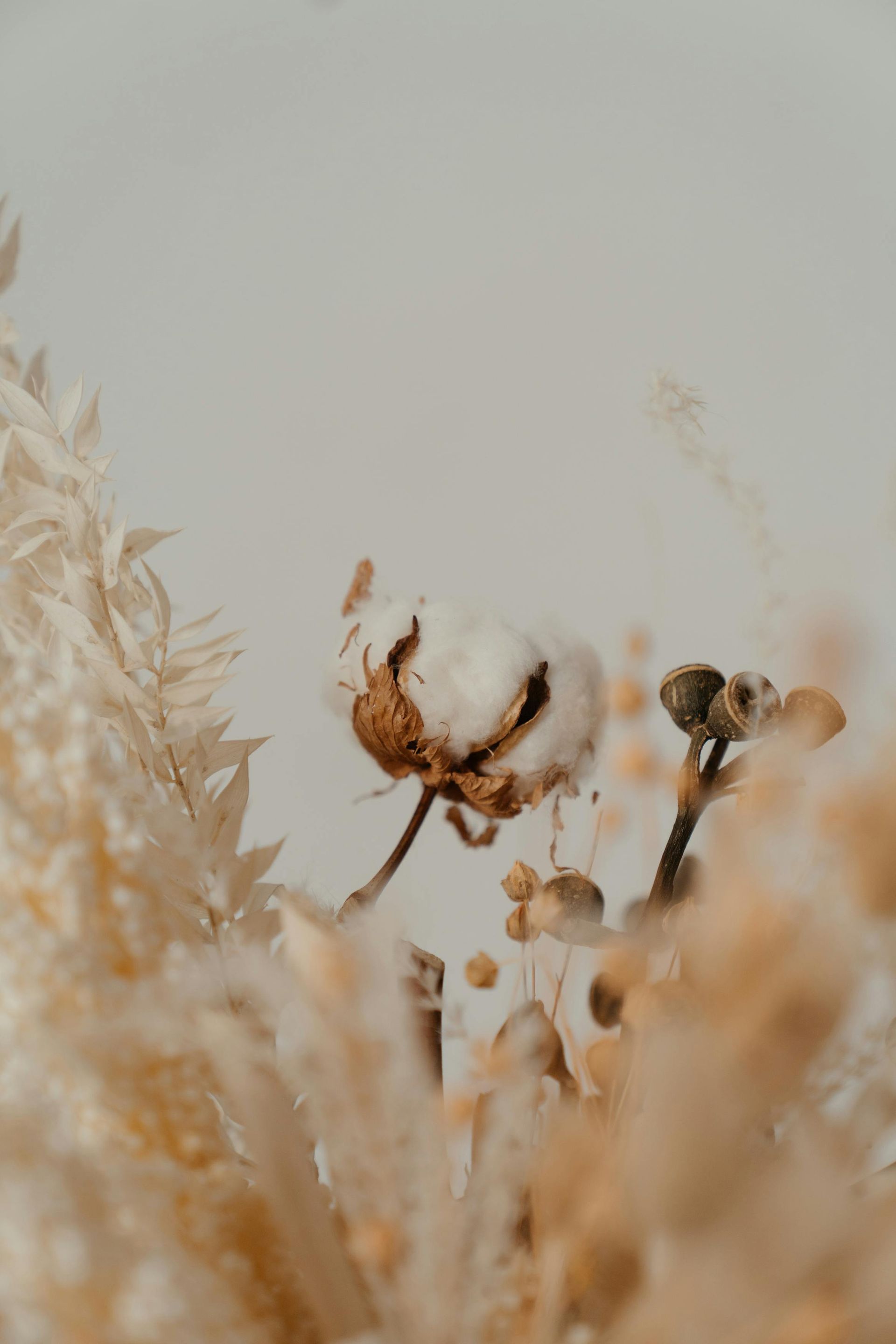 Dried cotton stems in a soft, beige field against a muted background