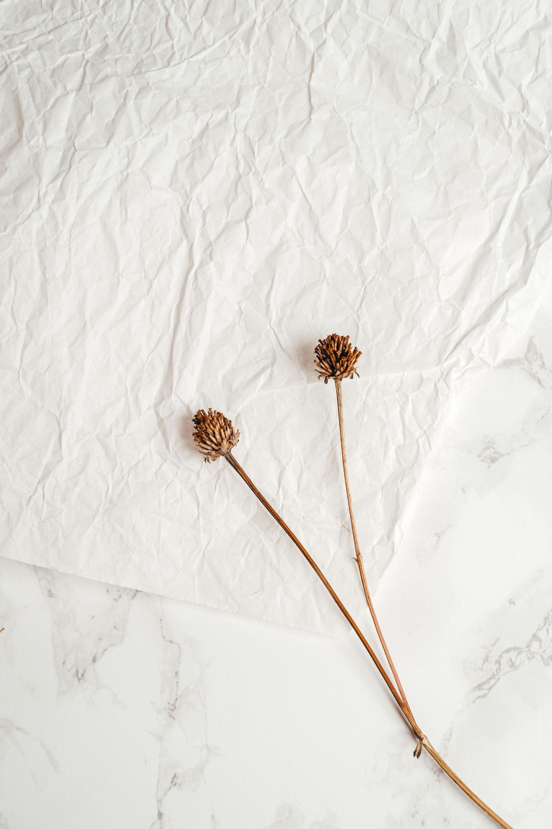 Two dried brown flowers on thin stems against a white textured background