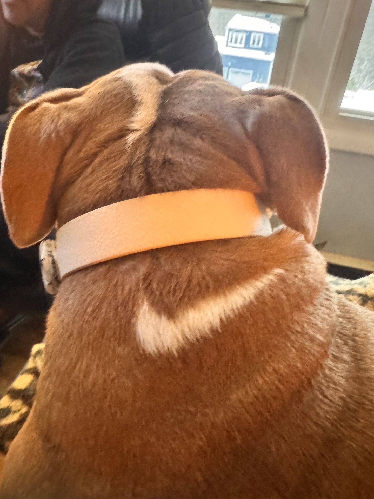 Brown dog with light collar and a white 