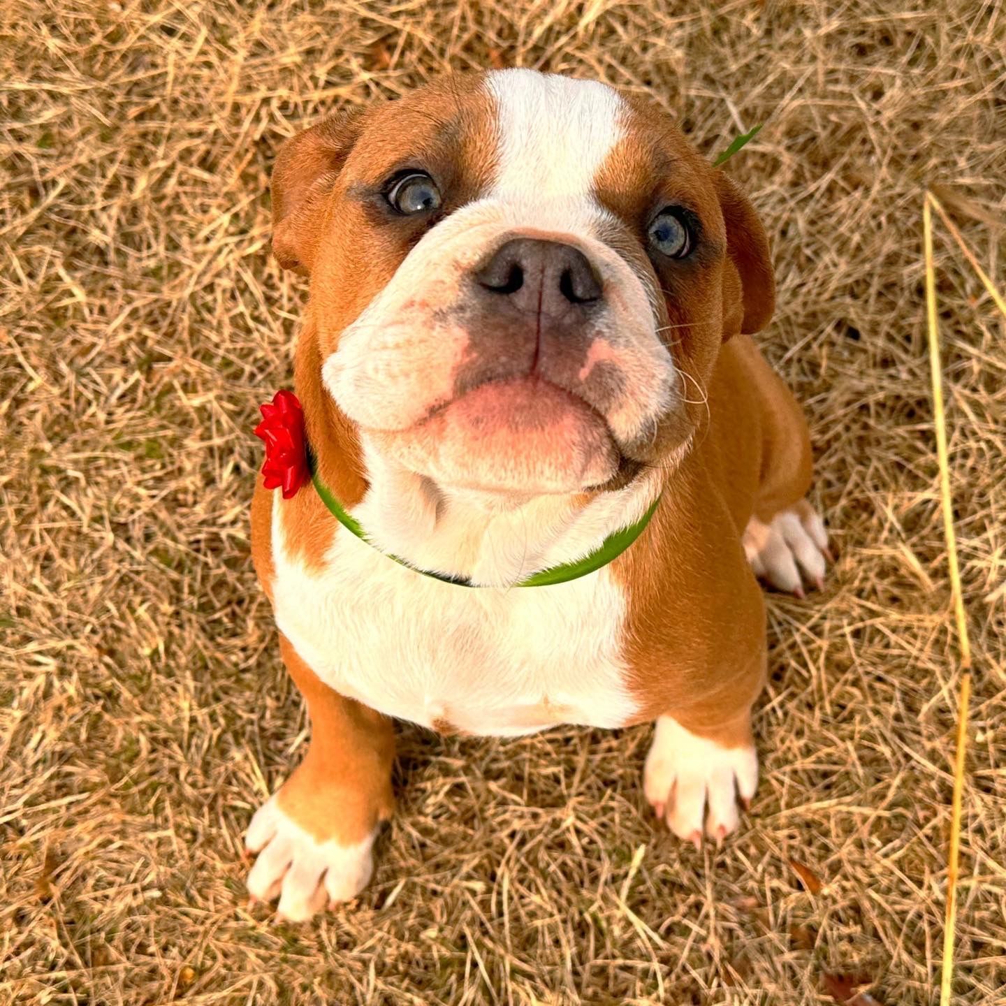 Brown and white bulldog puppy with a red bow and green collar sits in dry grass, looking up.
