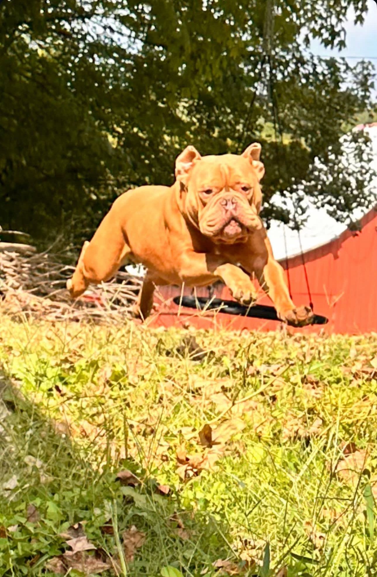 Tan-colored bulldog leaping over a red structure outdoors, with green grass in the foreground and a sunny backdrop.