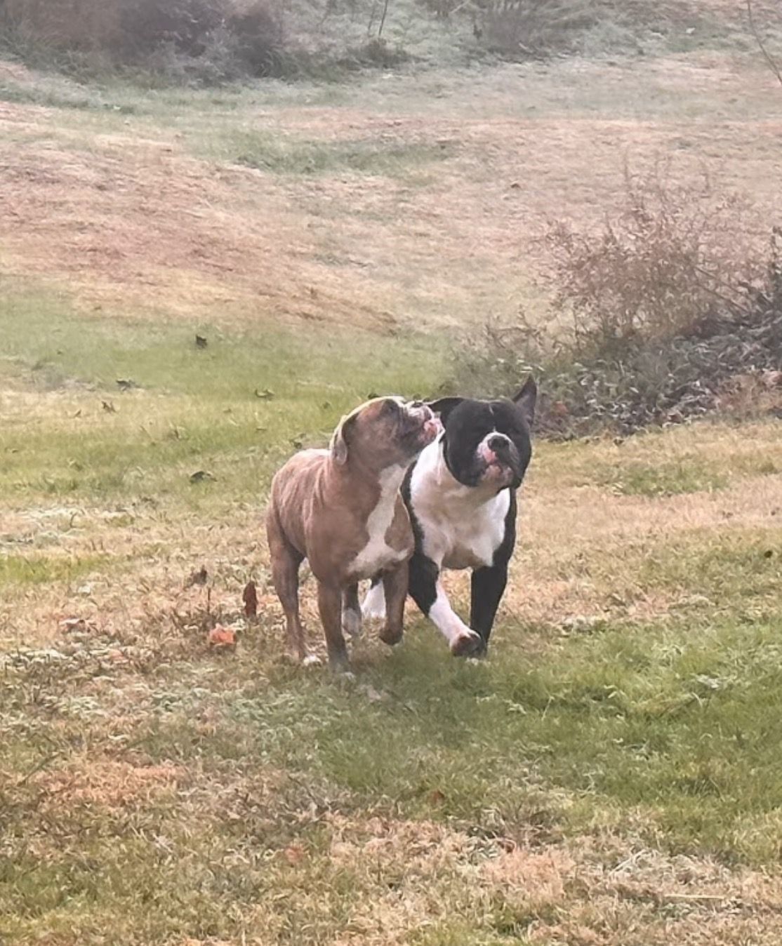 Two dogs, one tan and white, one black and white, running in a grassy field.