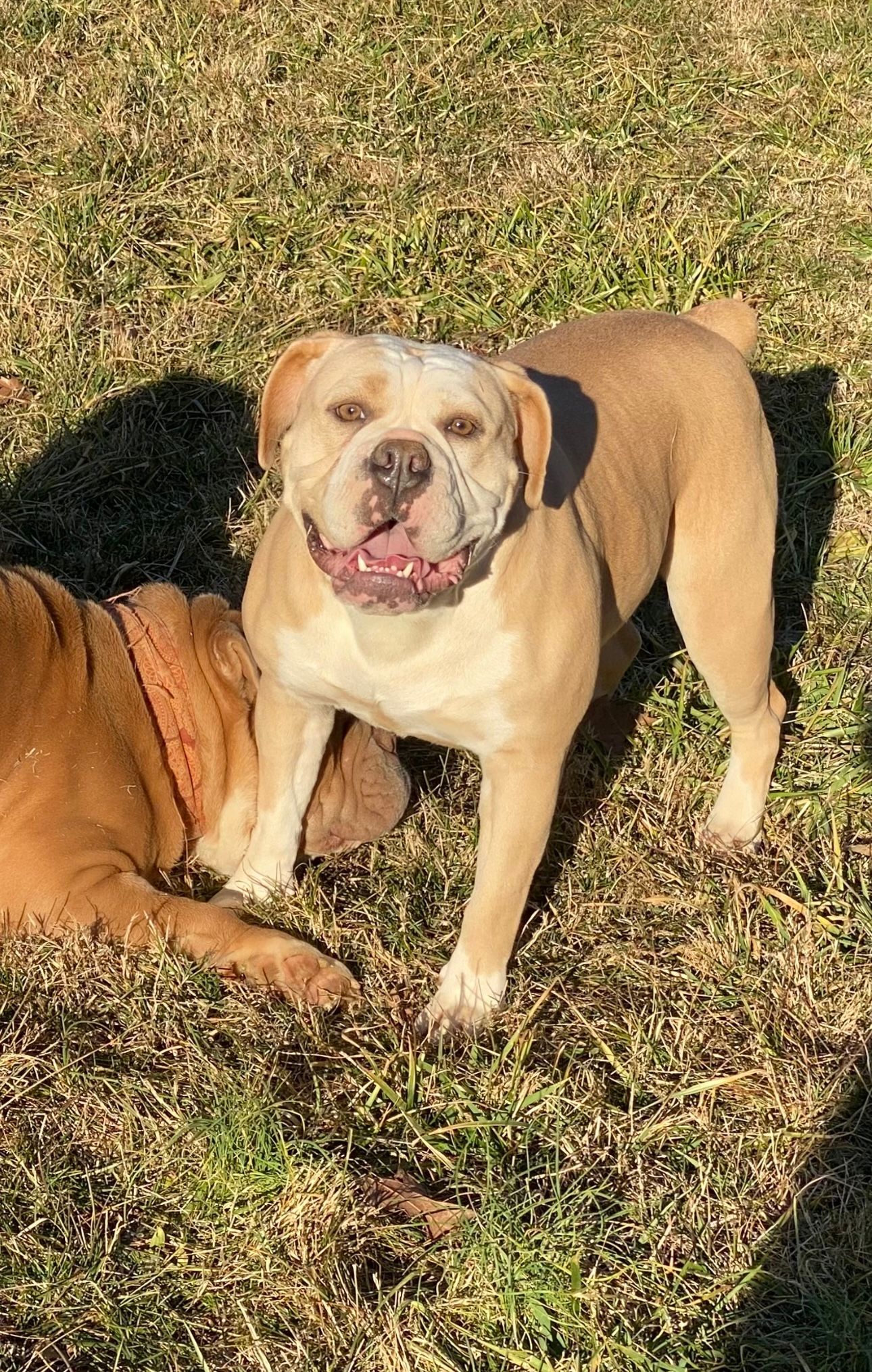 Tan bulldog standing on grass, looking forward with mouth open, another dog to the left.