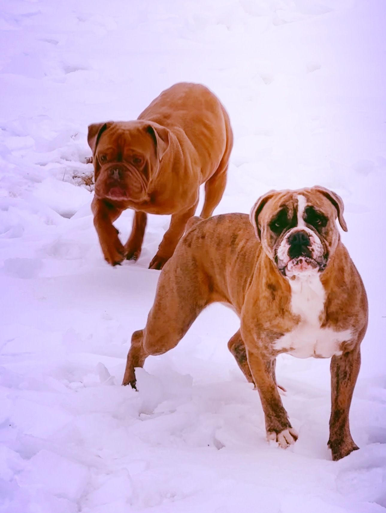 Two brindle and brown bulldogs in snow. One stands; the other walks towards the camera.