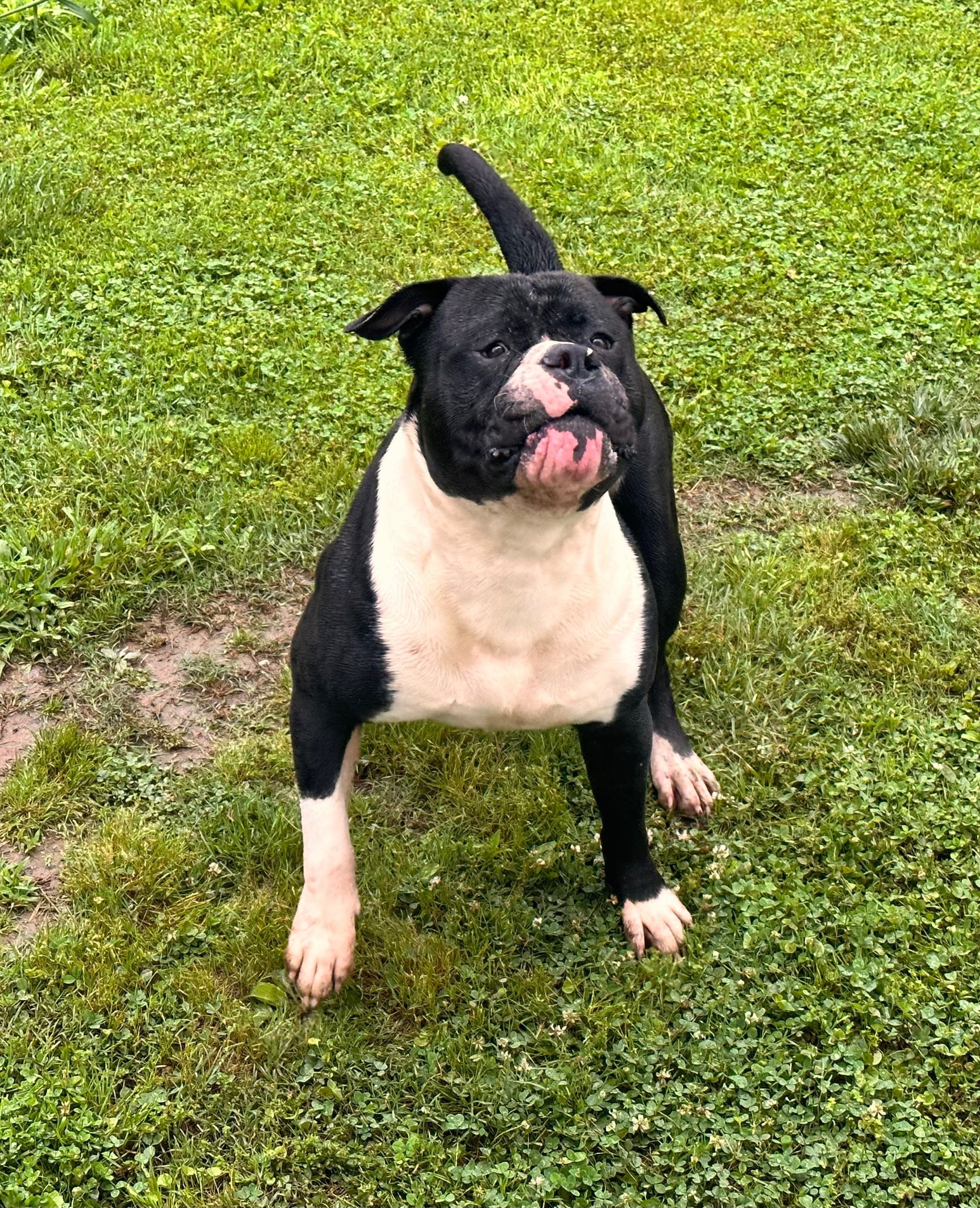 Black and white dog with pink tongue, standing in green grass, tail up.