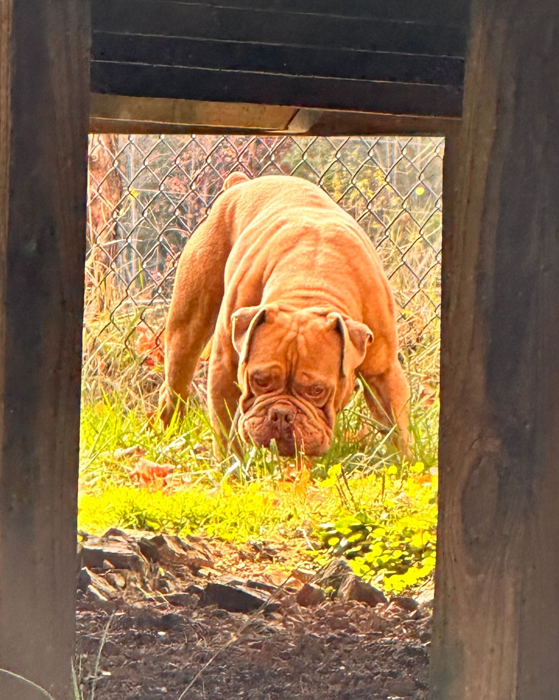 Large tan dog, seen through a wooden opening, crouched in a grassy area near a chain-link fence.