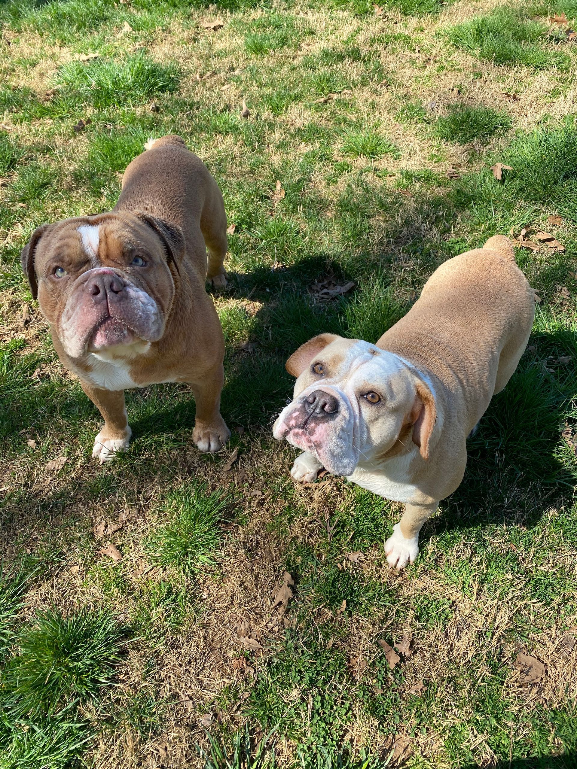 Two brown bulldogs standing on grass, looking up.