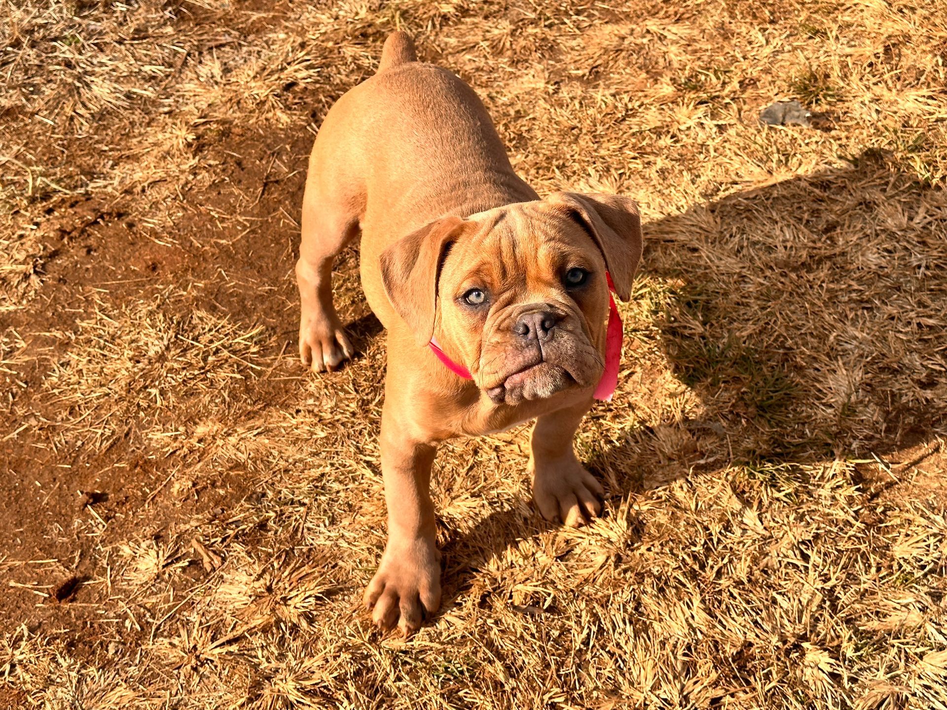 Tan bulldog puppy wearing a patterned white bandana, sitting on a hardwood floor.