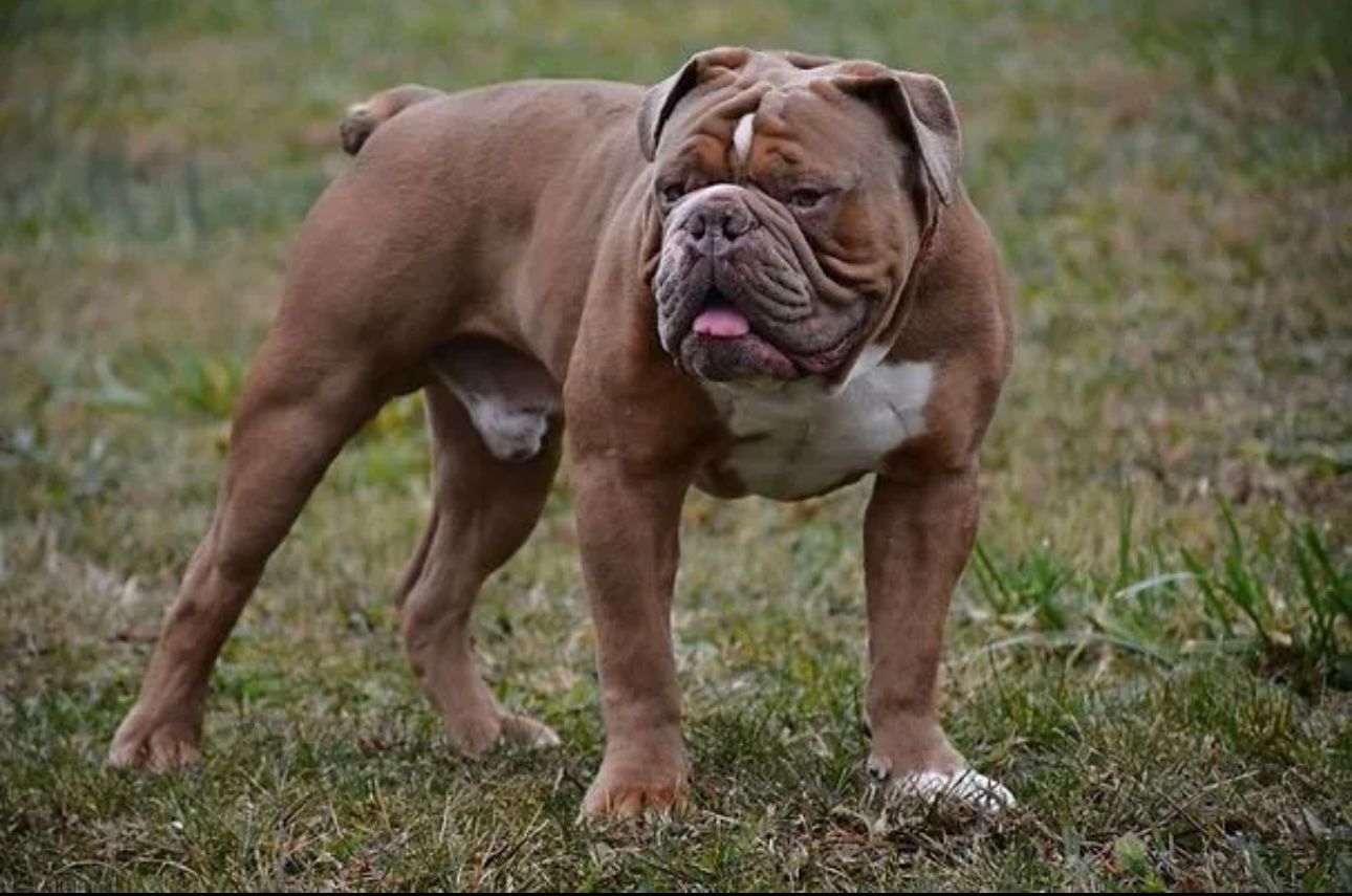 Brown bulldog standing on grass, white chest, tongue out.