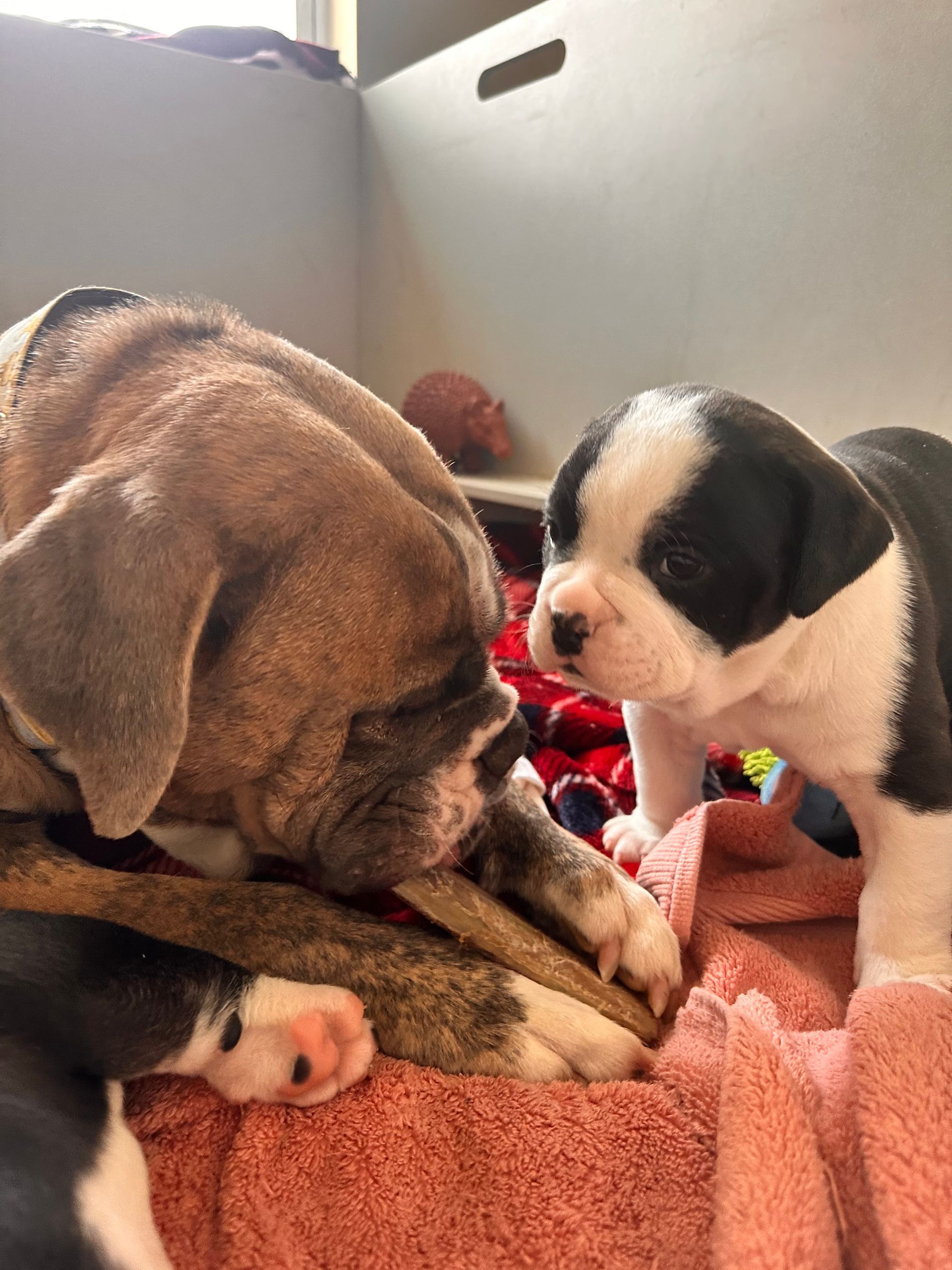 Boxer dog and puppy nuzzle; puppy has black and white markings. Both are on a pink towel.