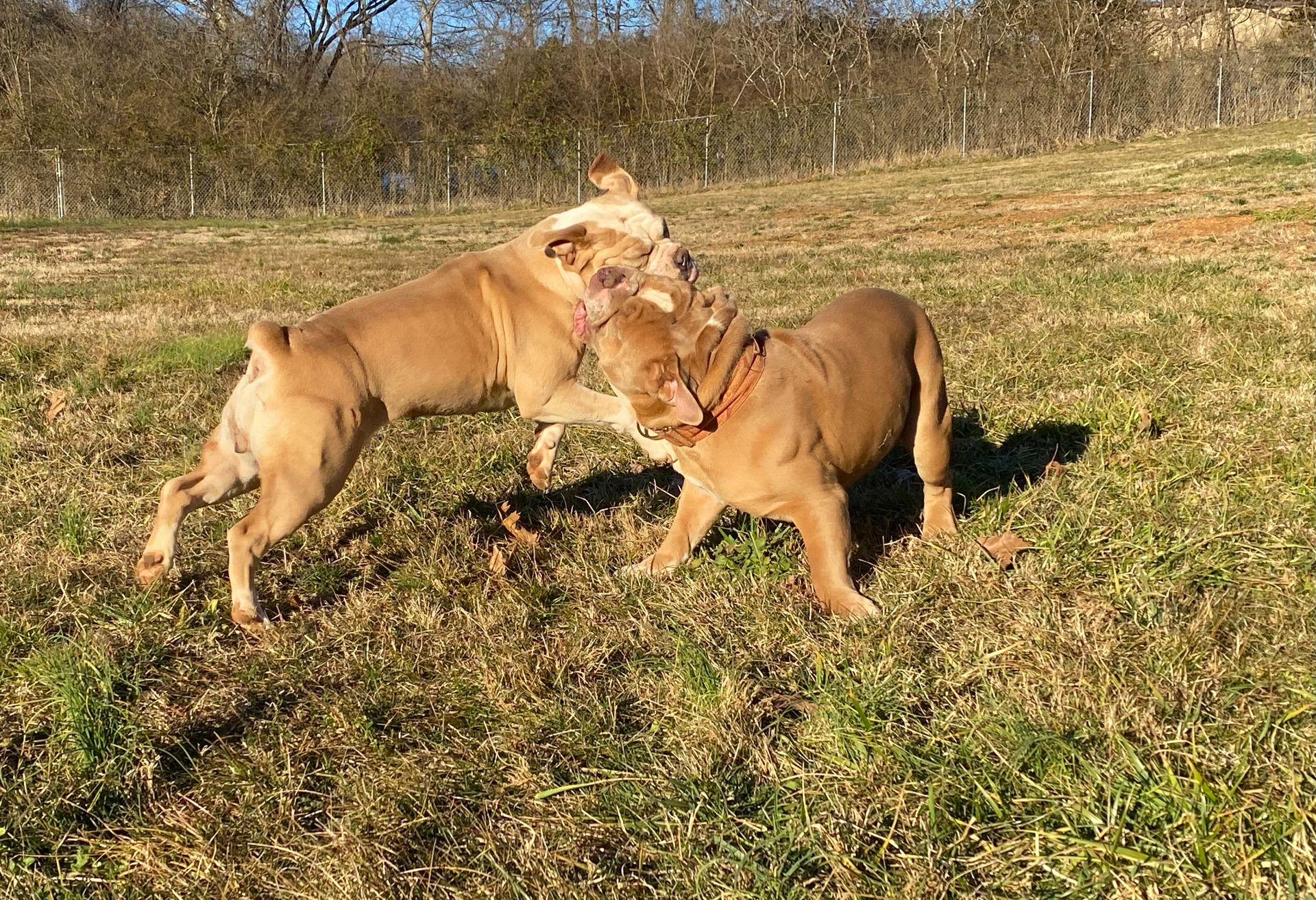 Two tan dogs playing in a grassy field. One is jumping at the other.