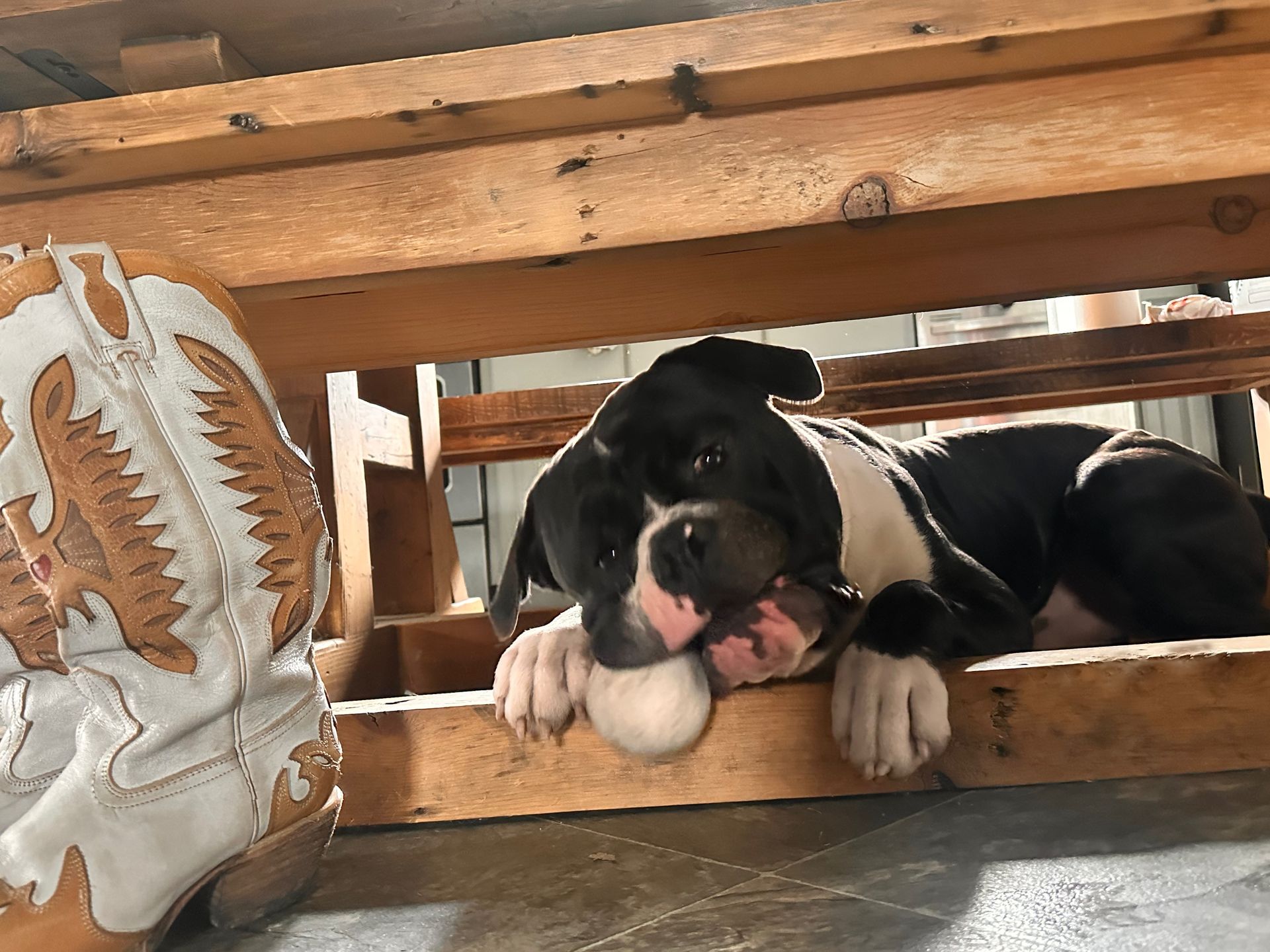 Black and white dog chewing a ball, lying under a wooden structure next to a cowboy boot.