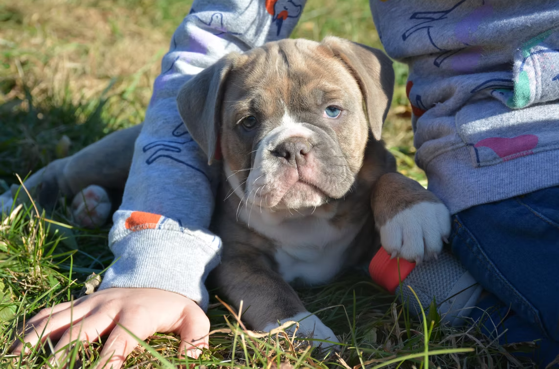 Bulldog puppy with blue eyes sits in grass, resting next to a child's arm.