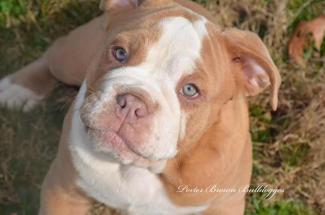 Tan and white bulldog puppy with blue eyes, looking upwards.