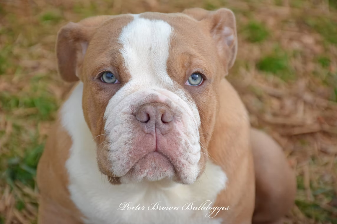 Tan and white bulldog with blue eyes gazing directly at the viewer. Outdoors.