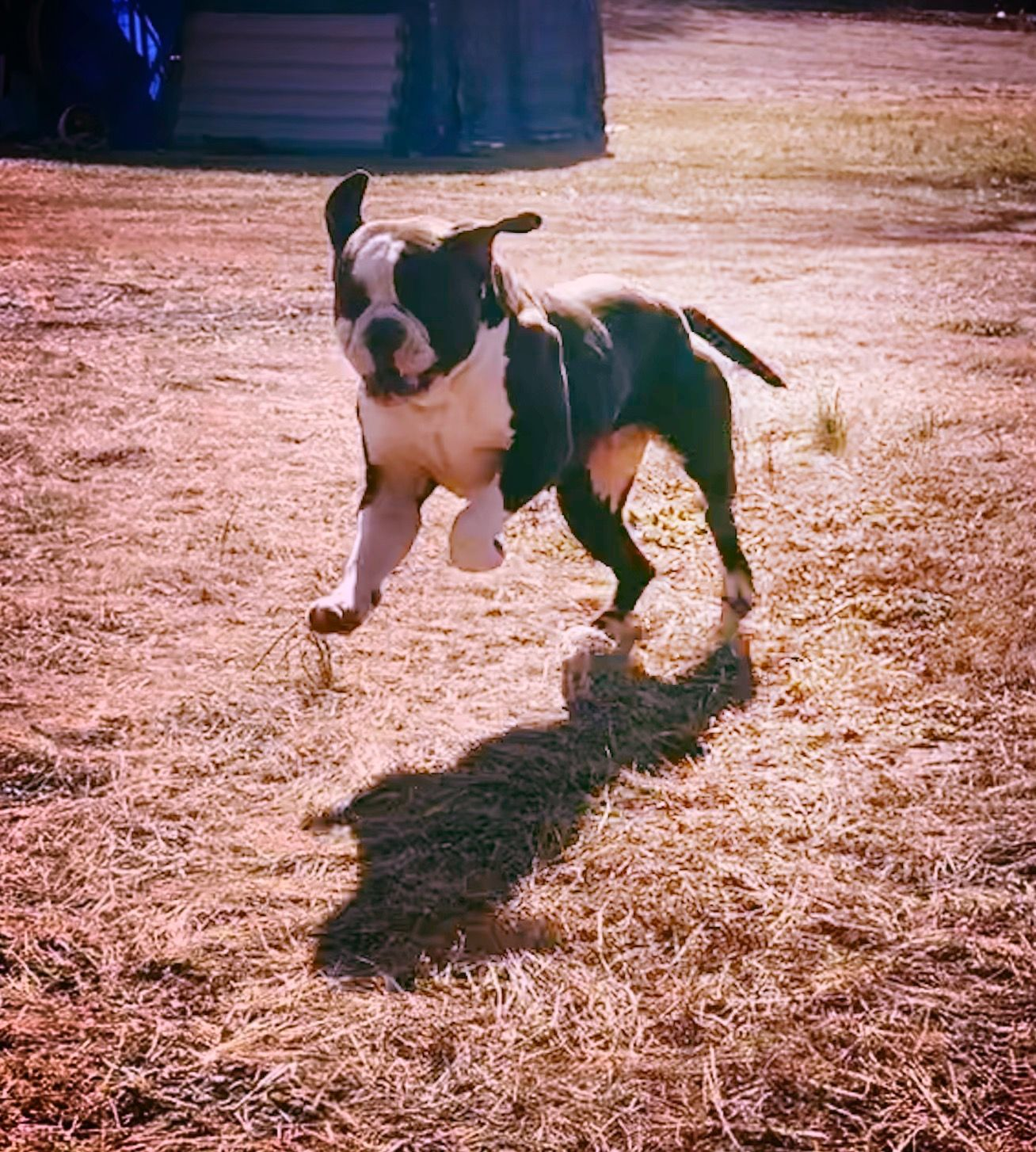 A dog with black and white markings leaping across a field, casting a shadow.