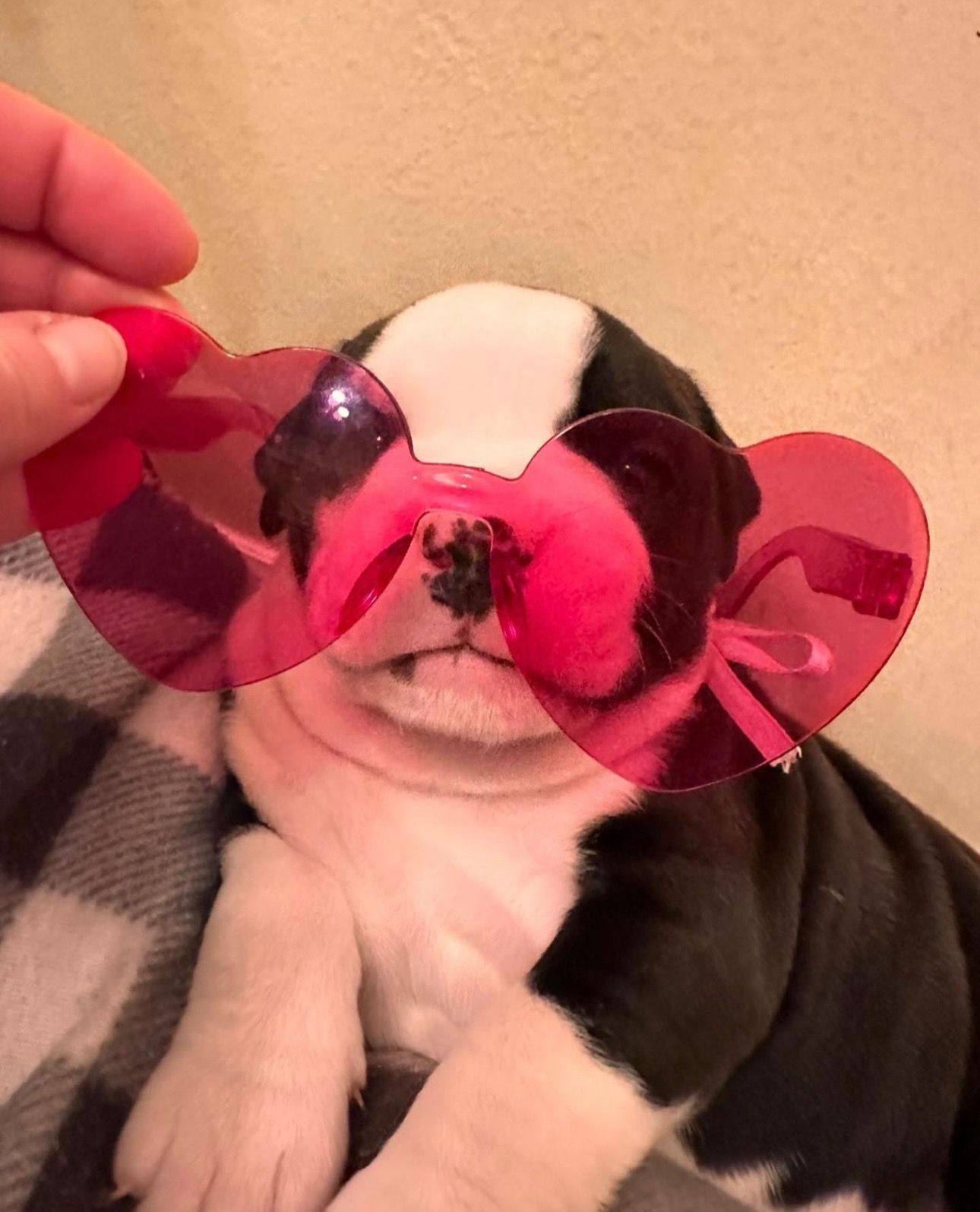 Puppy wearing pink heart-shaped sunglasses, resting on a checkered blanket.