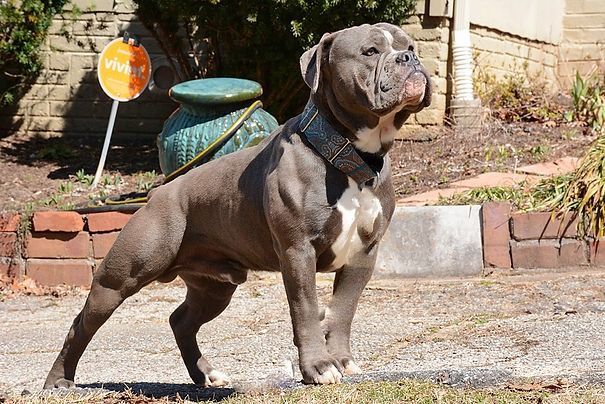 Blue-gray American Bully dog standing outdoors with a white chest, wearing a thick collar.