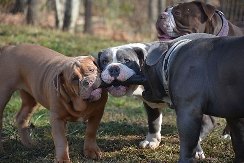 Four bulldogs playing in a grassy area, pulling on a toy. Brown, white, and gray fur.