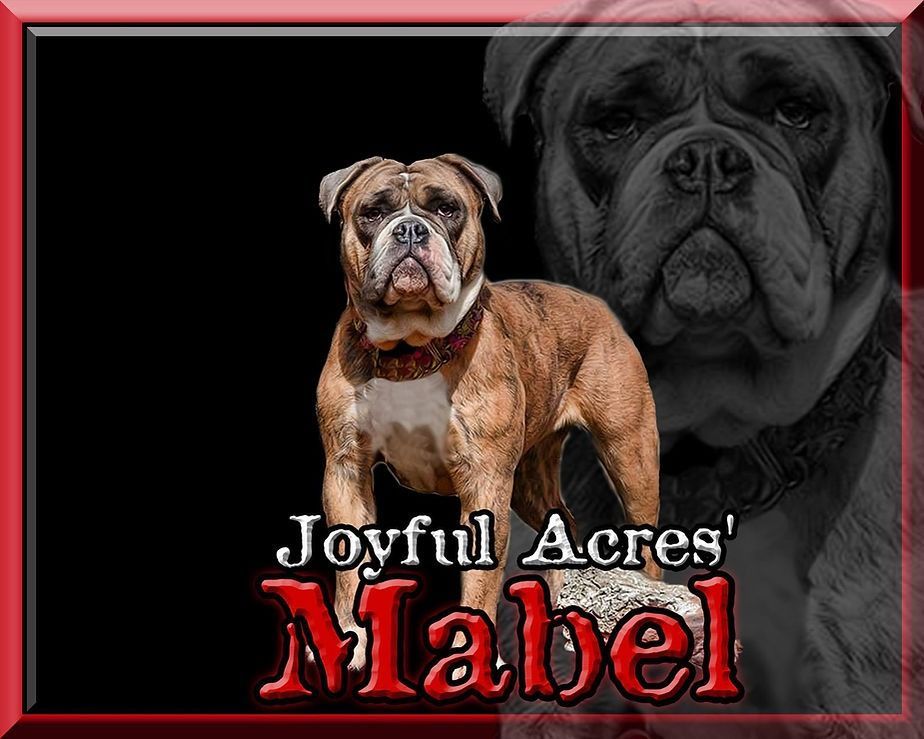 Brown and white bulldog named Mabel stands in front of a shadowed image of herself with “Joyful Acres’ Mabel” text.