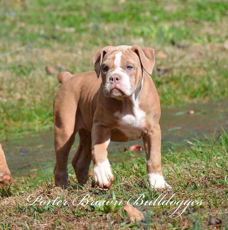 Brown and white bulldog puppy standing in grass.