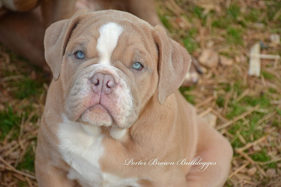 Tan and white bulldog puppy with blue eyes, sitting in grass, looking at the viewer.