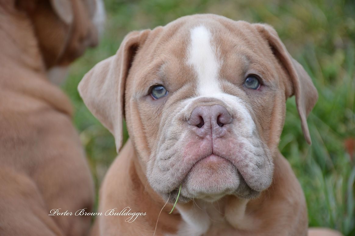 Tan and white puppy with blue eyes looks directly at the camera in a grassy setting.