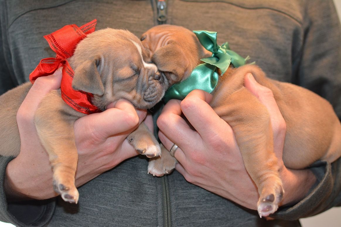 Two sleeping puppies held in hands, each with a colored bow.