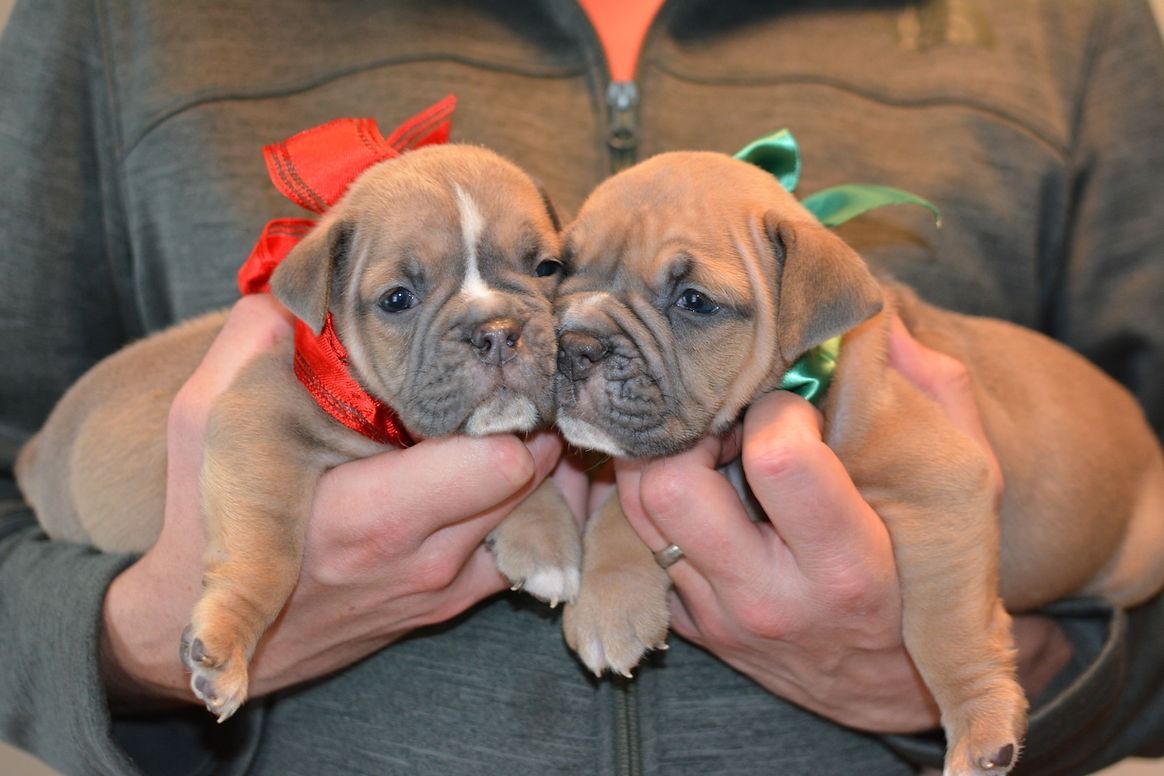 Two tan puppies held in hands, each with a colored bow.