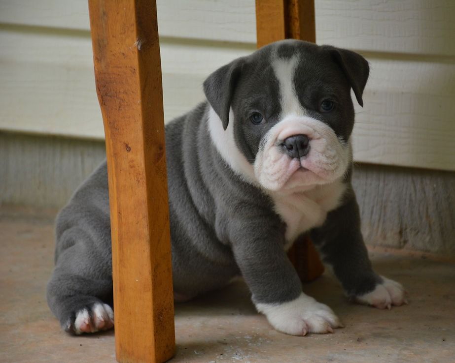 A blue and white bulldog puppy sits under a wooden structure, looking directly at the viewer.