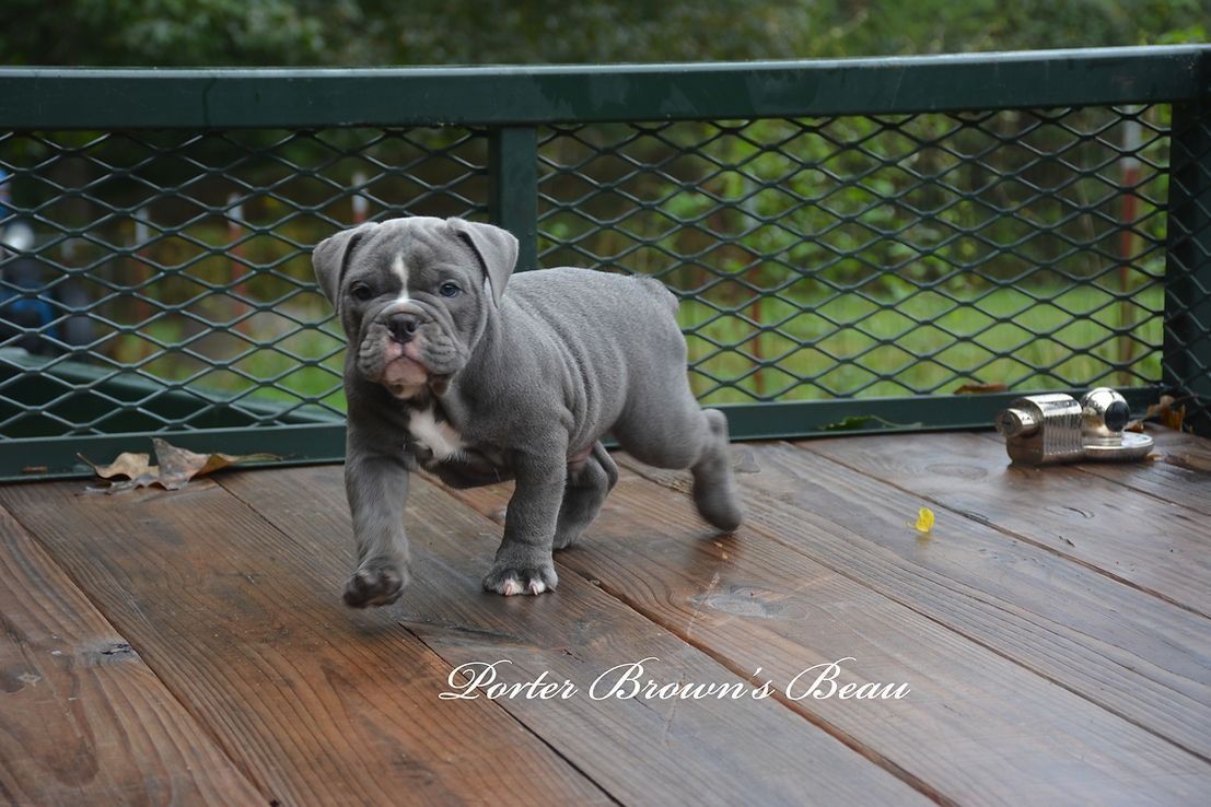 Blue bulldog puppy walking on a wooden deck with a green railing in the background.