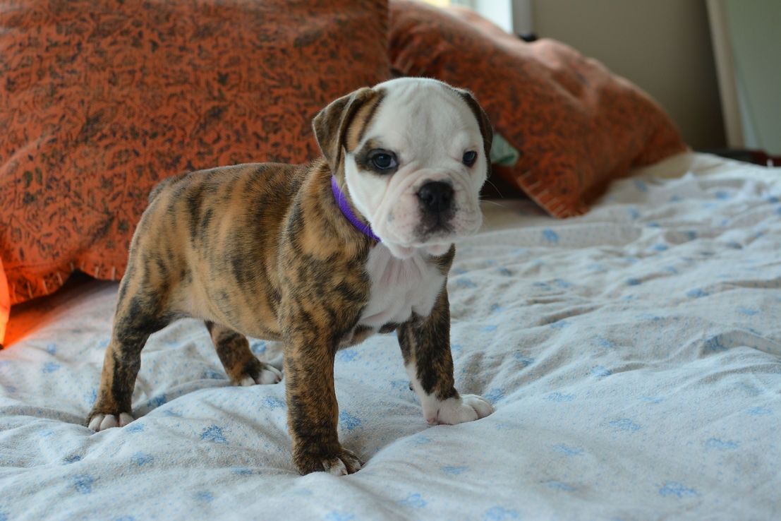 Brindle and white bulldog puppy with a purple collar standing on a light blue and white bedspread.