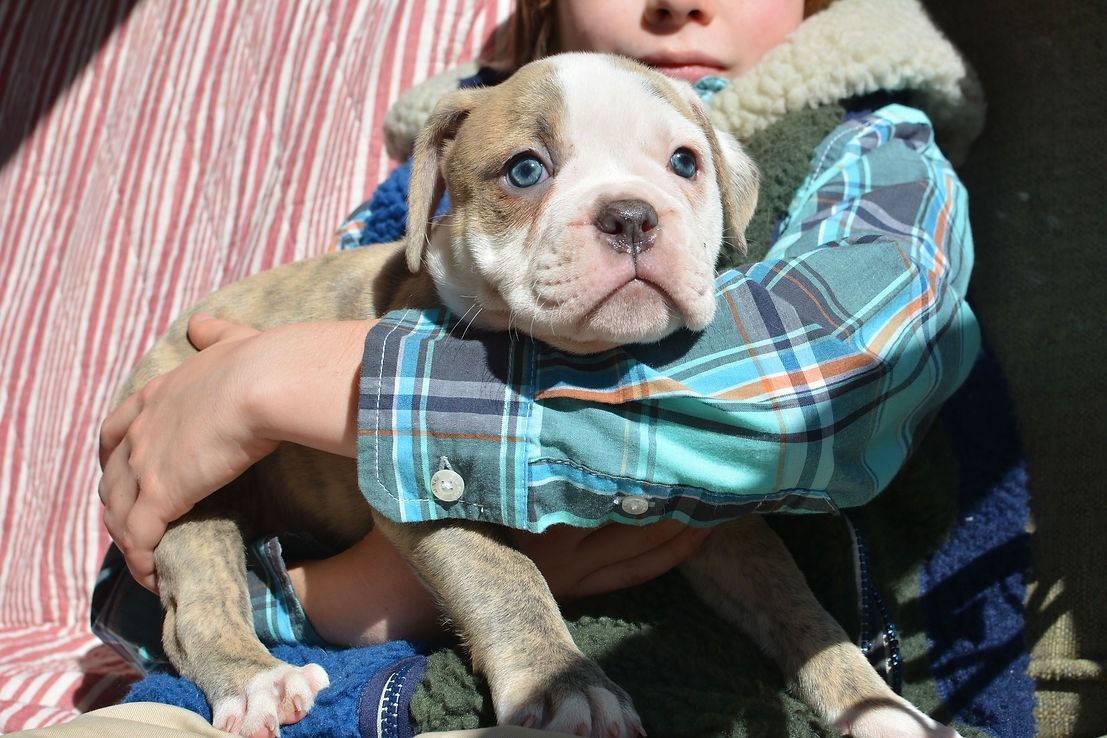 Child holding a small, brindle and white bulldog puppy with blue eyes.